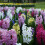 Hyacinth - POTTED MIXED VARIETIES CHRISTMAS FLOWERING 2