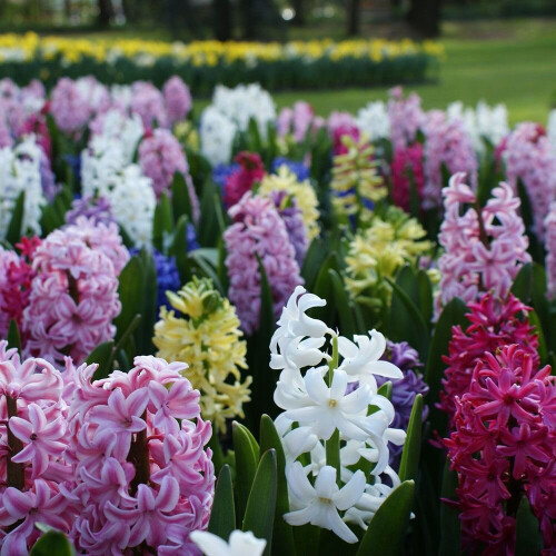 Hyacinth - POTTED MIXED VARIETIES CHRISTMAS FLOWERING 1