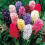 Hyacinth - POTTED MIXED VARIETIES CHRISTMAS FLOWERING 3