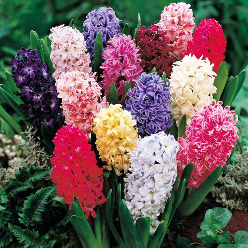 Hyacinth - POTTED MIXED VARIETIES CHRISTMAS FLOWERING 2