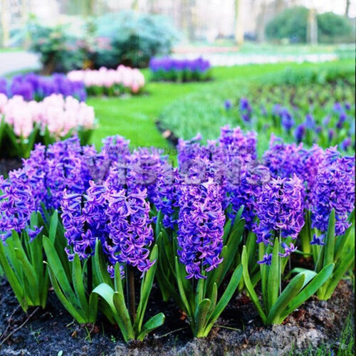 Hyacinth - POTTED  OSTARA CHRISTMAS FLOWERING 1