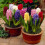 Hyacinth - POTTED MIXED VARIETIES CHRISTMAS FLOWERING 1