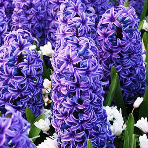 Hyacinth - POTTED  OSTARA CHRISTMAS FLOWERING 2