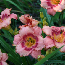 4071 Hemerocallis Strawberry Candy Day Lily - Ready Potted 1 Litre Pot, Vibrant Rose-Pink Blooms