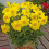 YELLOW SNEEZY ANEMONE-TYPE DAHLIA 1