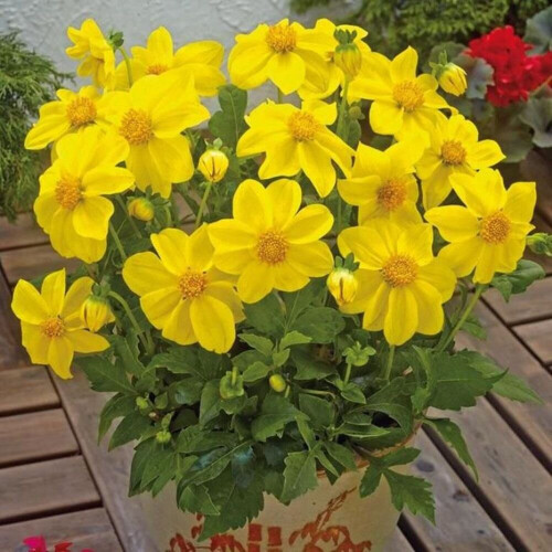 YELLOW SNEEZY ANEMONE-TYPE DAHLIA