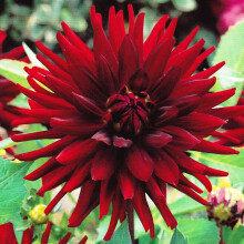 CHAT NOIR CACTUS DAHLIA