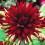 CHAT NOIR CACTUS DAHLIA 1