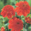 BRIO ANEMONE-TYPE DAHLIA 1