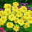 YELLOW SNEEZY ANEMONE-TYPE DAHLIA 2