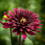 CHAT NOIR CACTUS DAHLIA 2