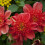 BRIO ANEMONE-TYPE DAHLIA 2