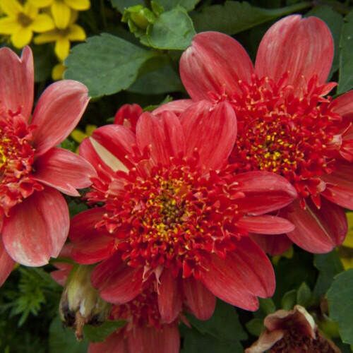 BRIO ANEMONE-TYPE DAHLIA 1