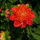 BRIO ANEMONE-TYPE DAHLIA 3