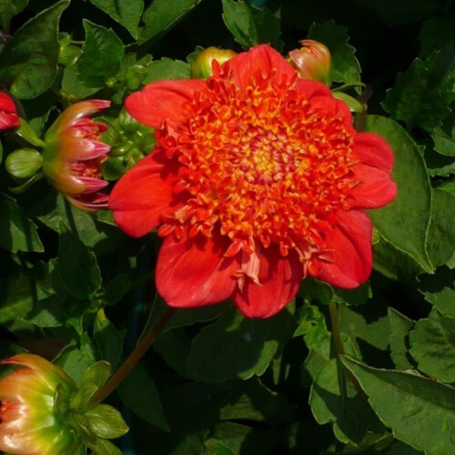 BRIO ANEMONE-TYPE DAHLIA 2