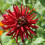 CHAT NOIR CACTUS DAHLIA 3