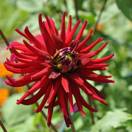 CHAT NOIR CACTUS DAHLIA 2