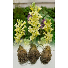 1-10 POLIANTHES SUPER GOLD SEMI-DOUBLE (TUBEROSA) BULBS FRAGRANT PERENNIAL