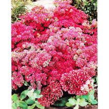 Ready Potted 1 Litre Pot SEDUM HERBSTFREUDE