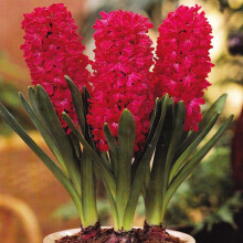 Hyacinth - POTTED JAN BOS CHRISTMAS FLOWERING