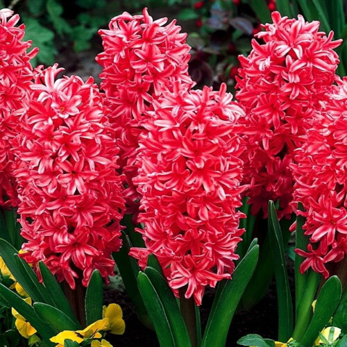 Hyacinth - POTTED JAN BOS CHRISTMAS FLOWERING 1