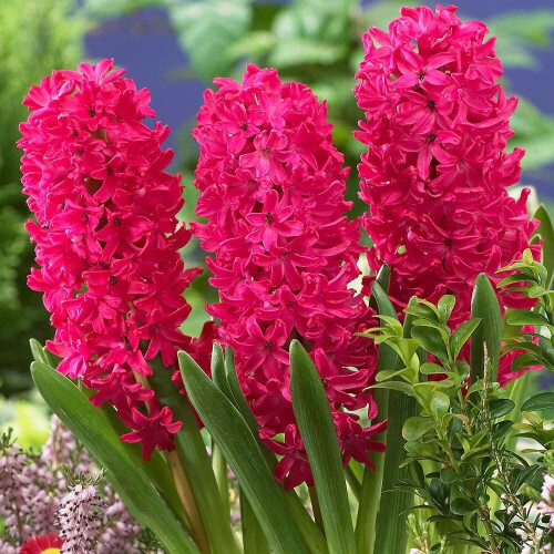 Hyacinth - POTTED JAN BOS CHRISTMAS FLOWERING 2