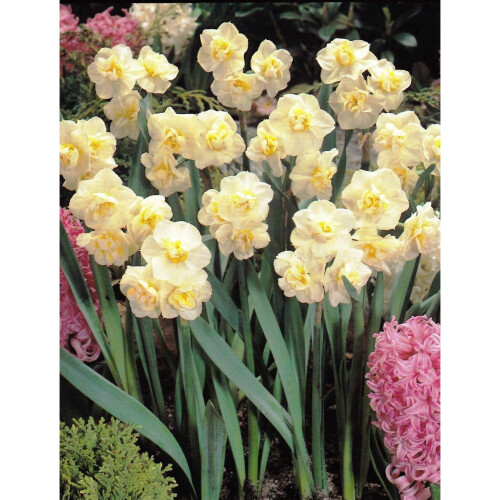 20 kg WHITE CHEERFULNESS DOUBLE DAFFODIL 2