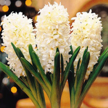 Hyacinth -Potted Linnocence Christmas Flowering