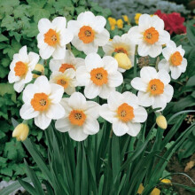 20 kg BARRETT BROWNING SMALL-CUPPED DAFFODIL