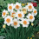 20 kg BARRETT BROWNING SMALL-CUPPED DAFFODIL 1