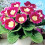 BLANCHE DE MERU GLOXINIA   BULBS/CORMS 2