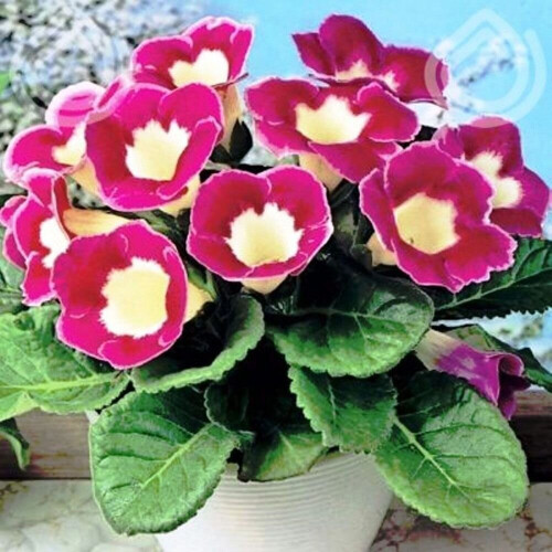 BLANCHE DE MERU GLOXINIA   BULBS/CORMS 1