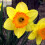 Ready Potted 1 Litre Pot   FORTUNE LARGE CUPPED DAFFODIL 3
