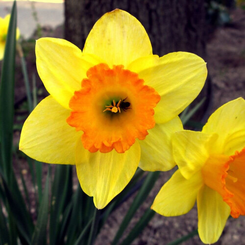 Ready Potted 1 Litre Pot   FORTUNE LARGE CUPPED DAFFODIL 2
