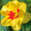 20 kg ASCOT DOUBLE NARCISSI 2