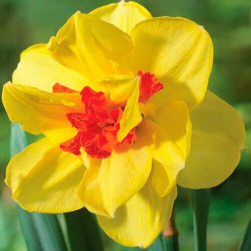 20 kg ASCOT DOUBLE NARCISSI 1