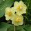 20 kg YELLOW  CHEERFULNESS DOUBLE DAFFODIL 6