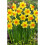 20 kg SEALING WAX SMALL-CUPPED DAFFODIL 2