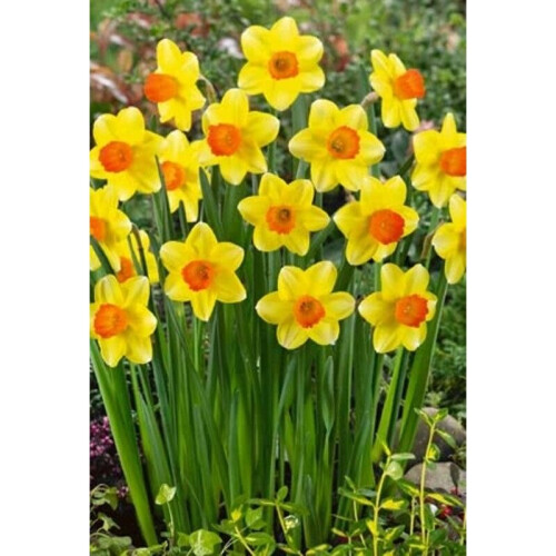 20 kg SEALING WAX SMALL-CUPPED DAFFODIL 1