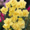 Ready Potted 1 Litre Pot   YELLOW  CHEERFULNESS DOUBLE DAFFODIL 1