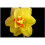 20 kg ASCOT DOUBLE NARCISSI 3