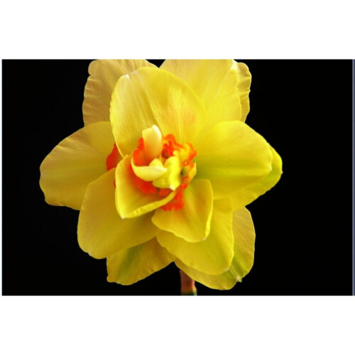 20 kg ASCOT DOUBLE NARCISSI 2
