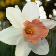 POTTED PINK PRIDE LARGE-CUPPED NARCISSI