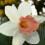 POTTED PINK PRIDE  LARGE-CUPPED NARCISSI 1