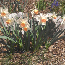 20 kg SALOME LARGE CUPPED DAFFODIL