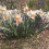 20 kg SALOME LARGE CUPPED DAFFODIL 1