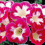 BLANCHE DE MERU GLOXINIA   BULBS/CORMS 3
