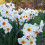 20 kg BARRETT BROWNING SMALL-CUPPED DAFFODIL 2
