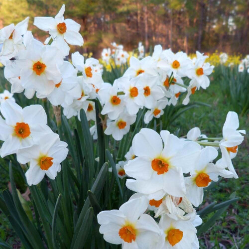 20 kg BARRETT BROWNING SMALL-CUPPED DAFFODIL 1