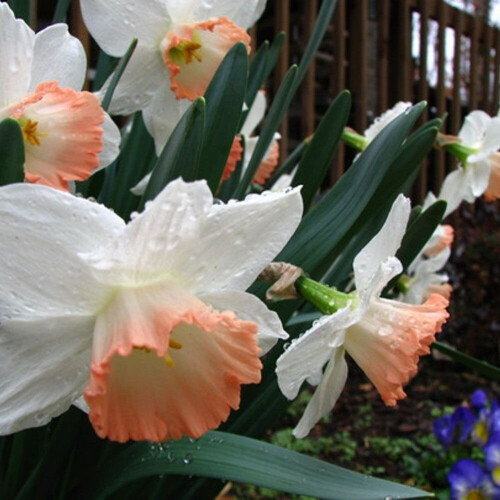 20 kg PINK PRIDE  LARGE-CUPPED NARCISSI 1